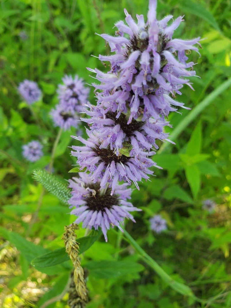 Downy Pagoda-Plant photo 3