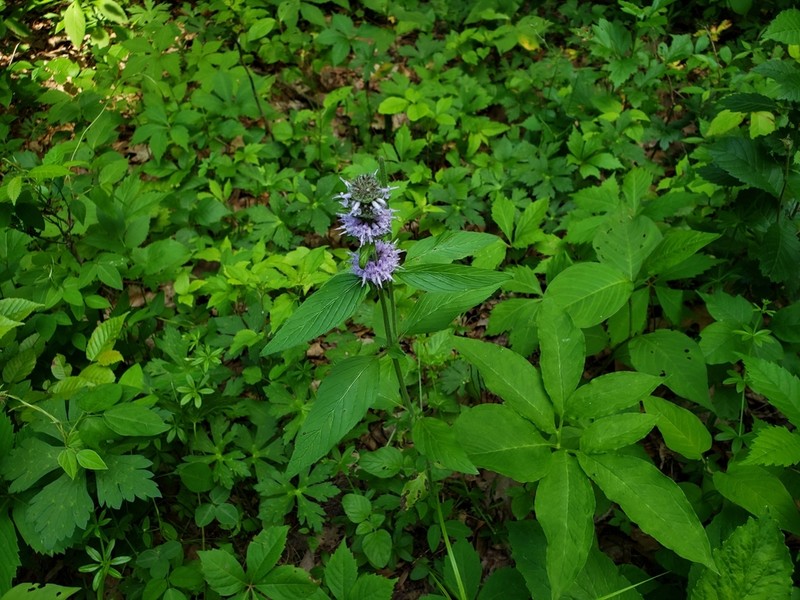 Downy Pagoda-Plant photo 4