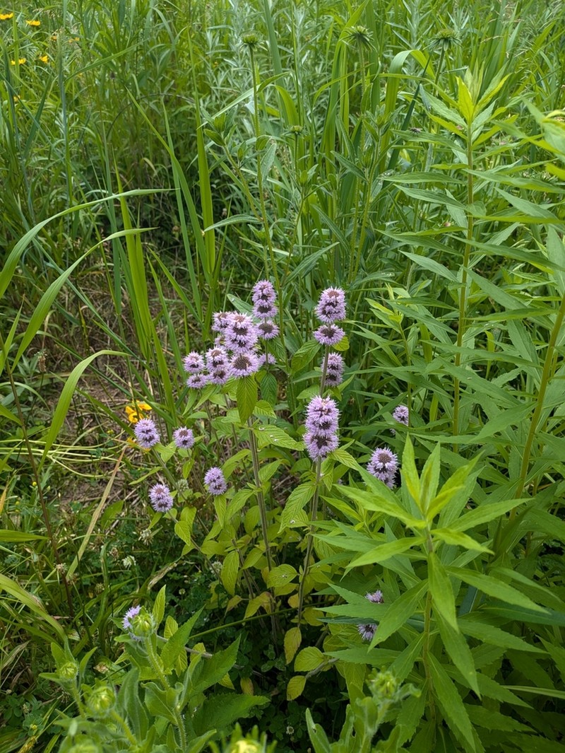 Downy Pagoda-Plant photo 5