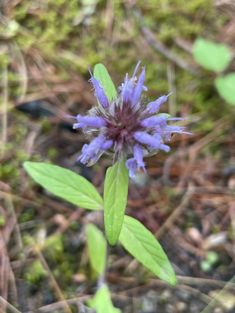 Downy Pagoda-Plant photo 6