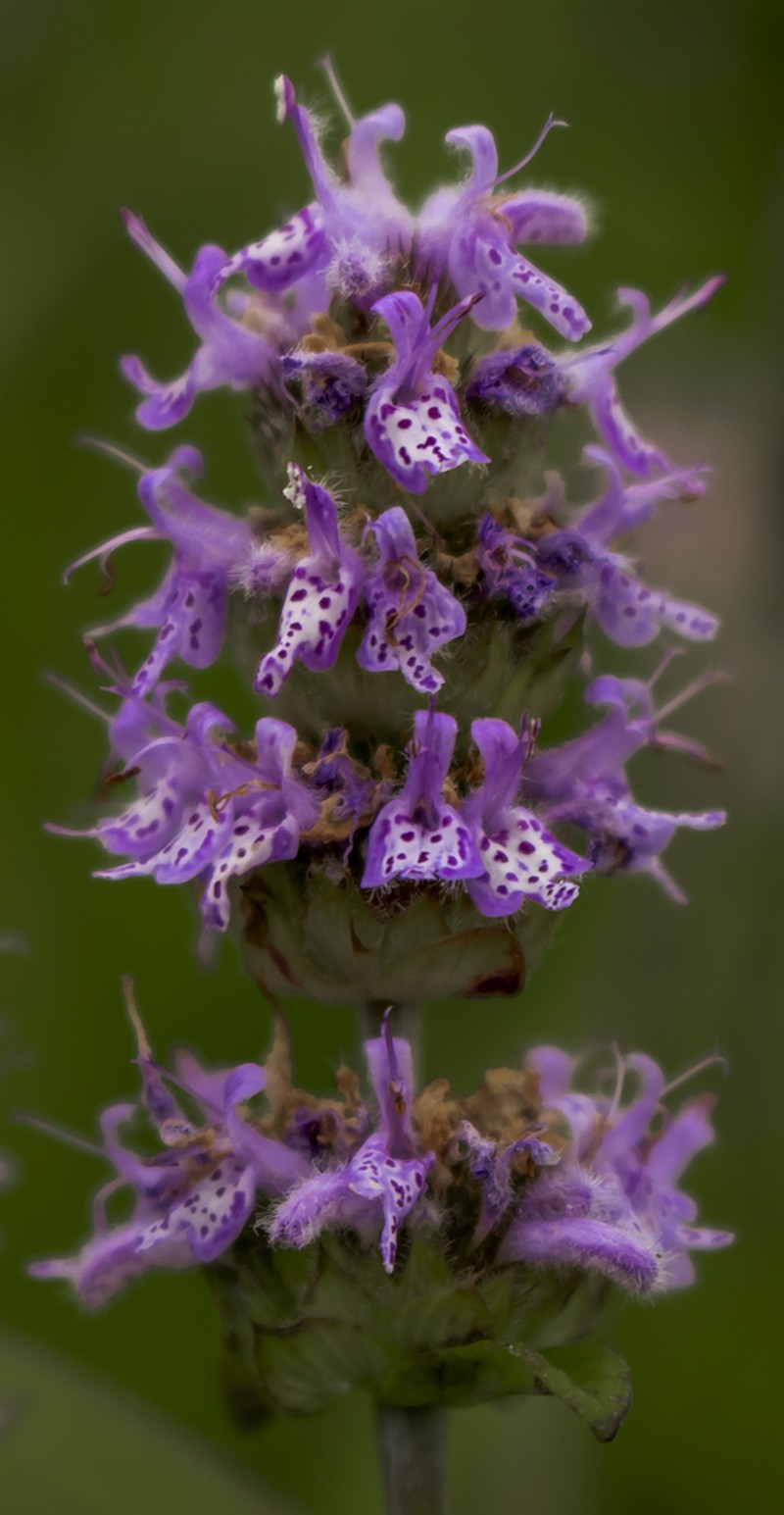 Downy Pagoda-Plant photo 7