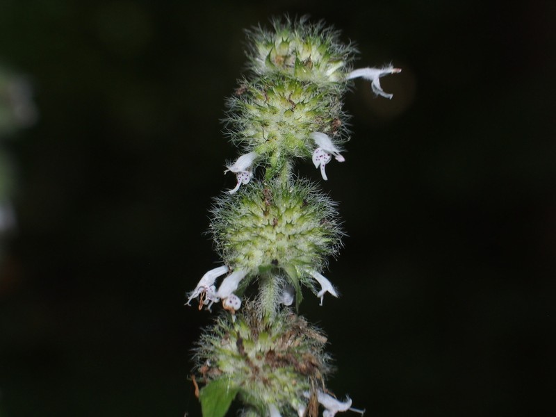 Hairy Pagoda-Plant photo 3