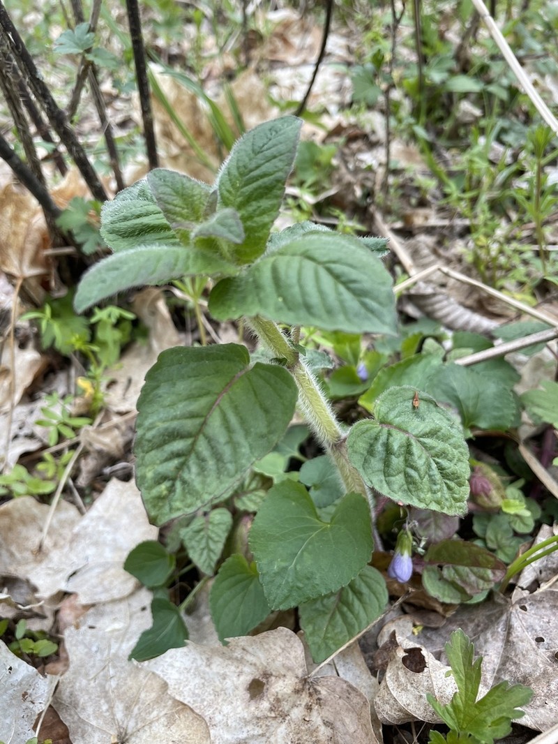 Hairy Pagoda-Plant photo 6