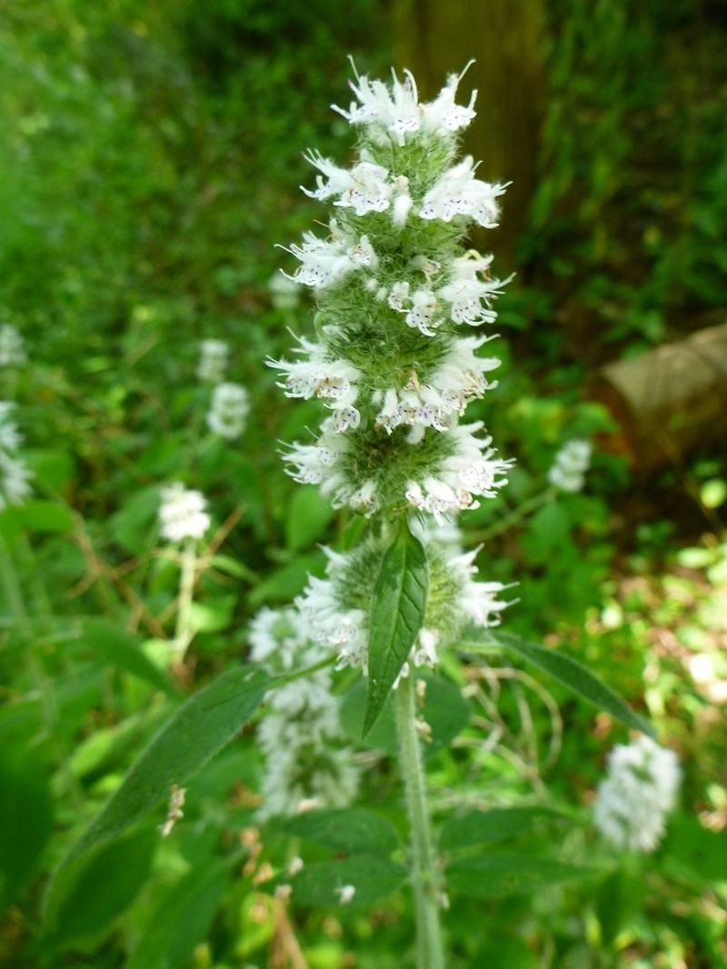 Hairy Pagoda-Plant photo 7