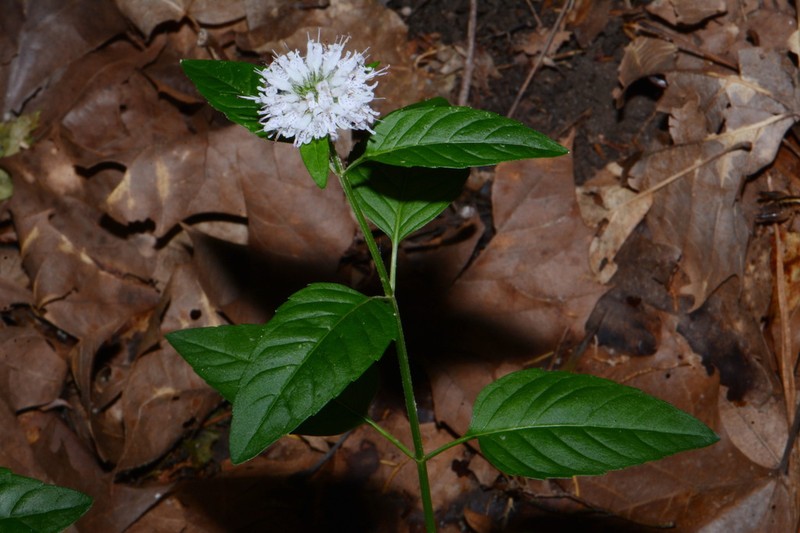 Cumberland Pagoda-Plant