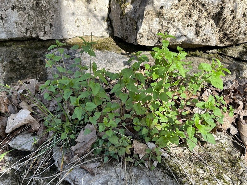 Cumberland Pagoda-Plant photo 3