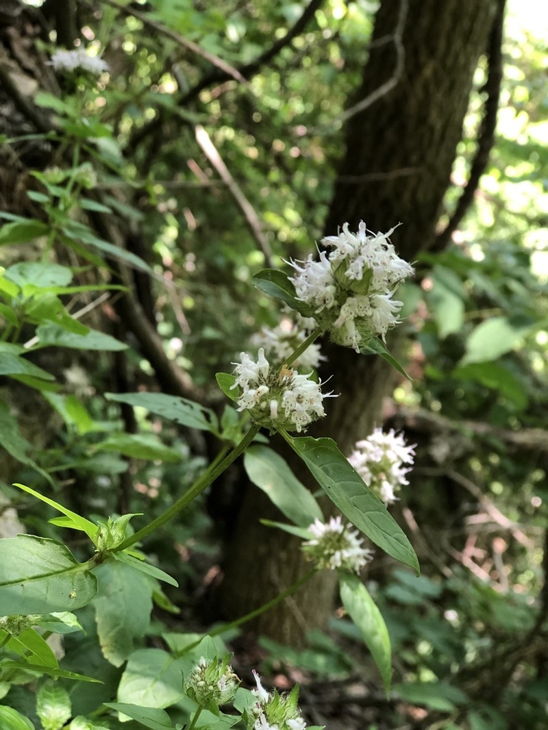 Cumberland Pagoda-Plant photo 4