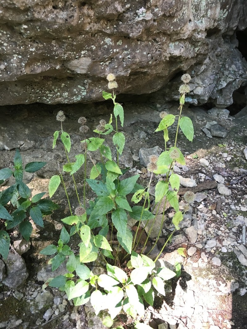 Cumberland Pagoda-Plant photo 5