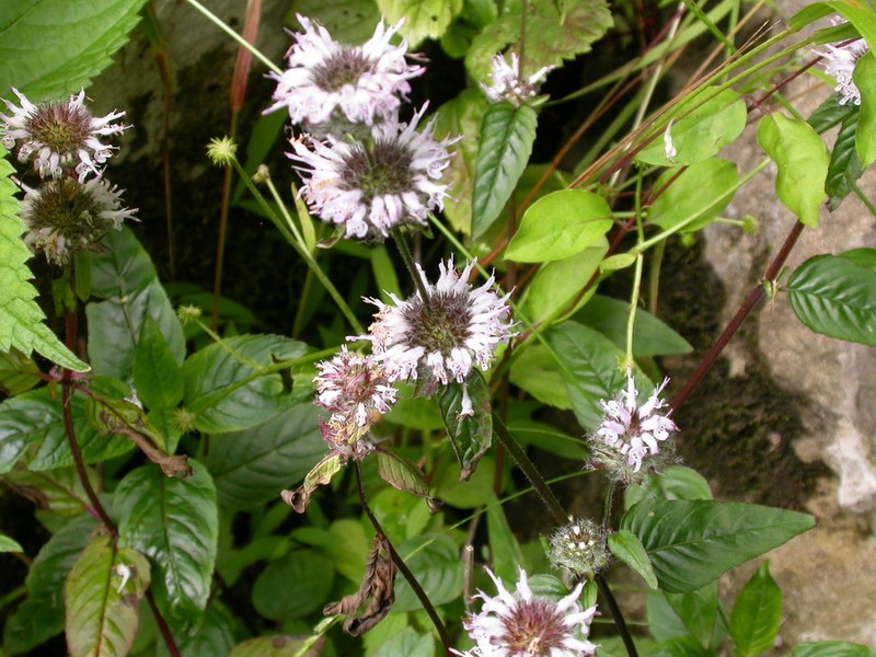 Cumberland Pagoda-Plant photo 7