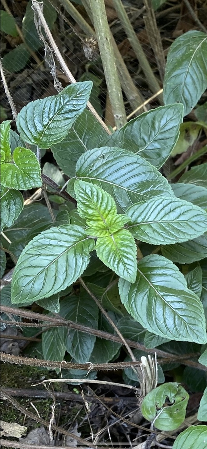 Blephilia woffordii