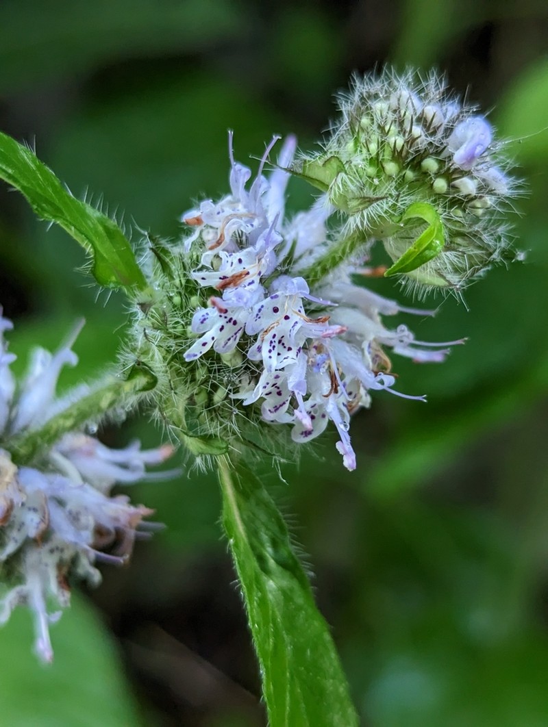 Blephilia woffordii photo 2