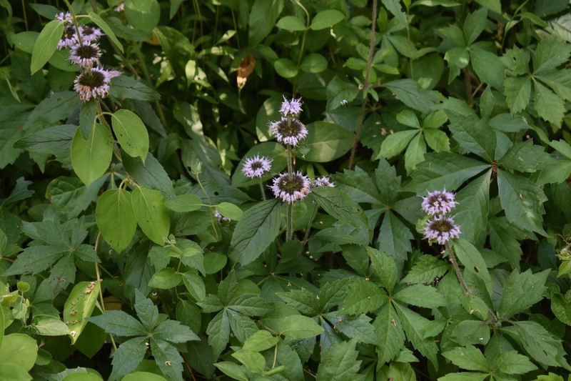 Blephilia woffordii photo 3