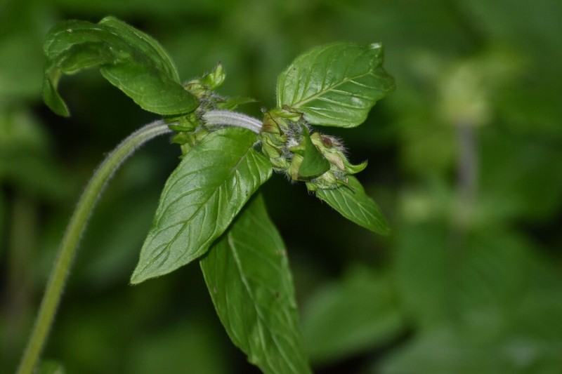 Blephilia woffordii photo 4