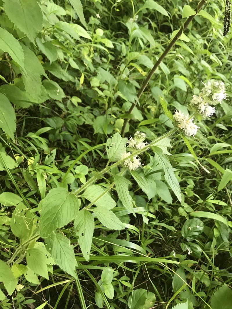 Blephilia woffordii photo 5