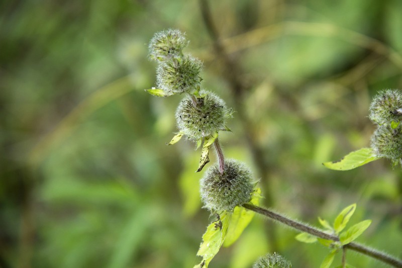 Blephilia woffordii photo 6