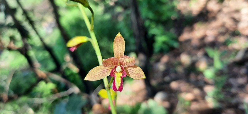 Bletia × similis