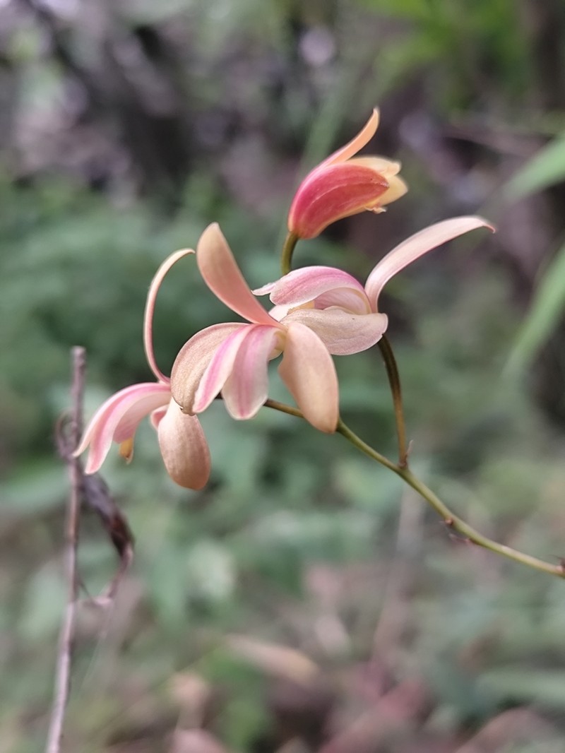 Bletia adenocarpa