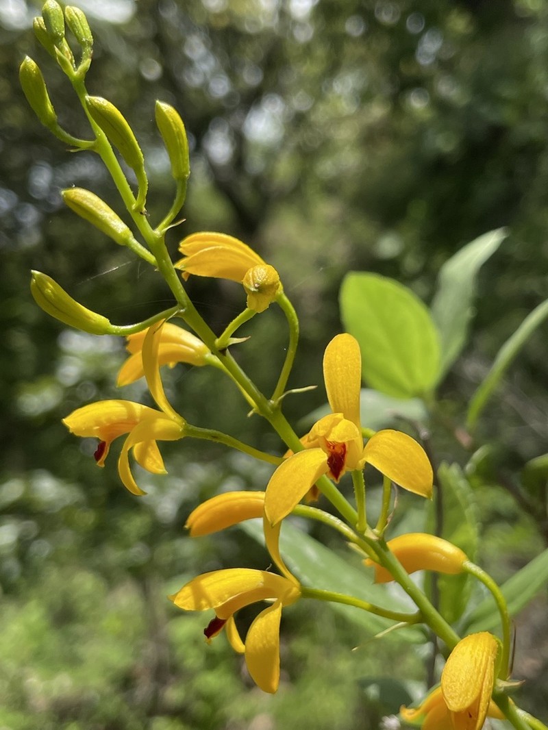 Bletia adenocarpa photo 2