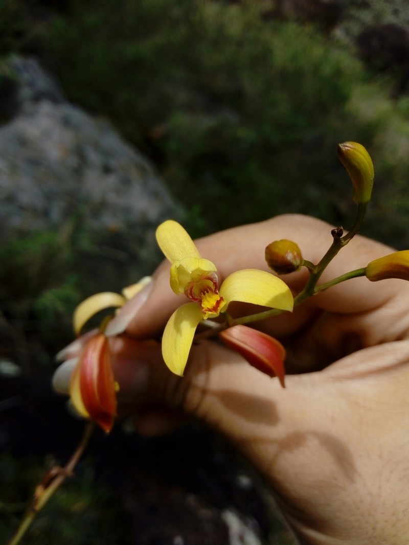 Bletia adenocarpa photo 3