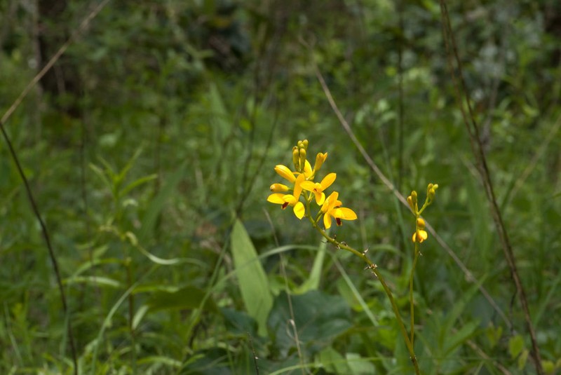 Bletia adenocarpa photo 4