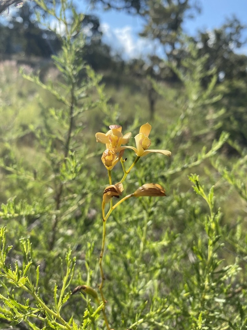 Bletia adenocarpa photo 5