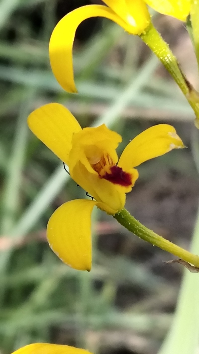 Bletia adenocarpa photo 6