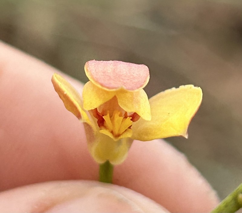 Bletia adenocarpa photo 7