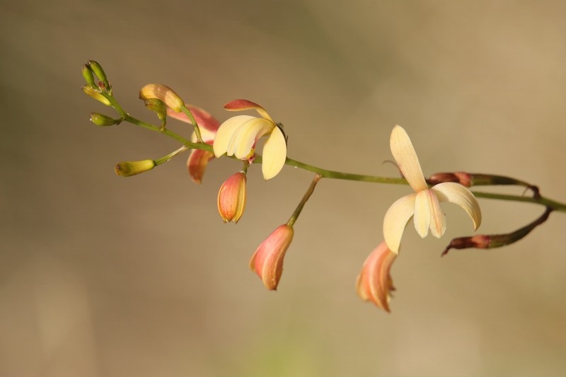 Bletia adenocarpa photo 8