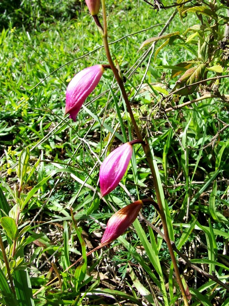 Bletia amabilis