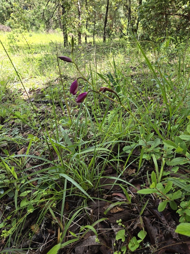 Bletia amabilis photo 2