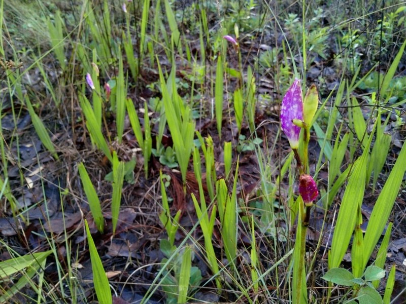 Bletia amabilis photo 3