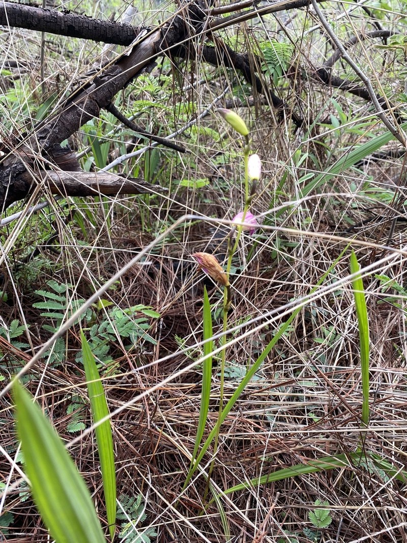 Bletia amabilis photo 4