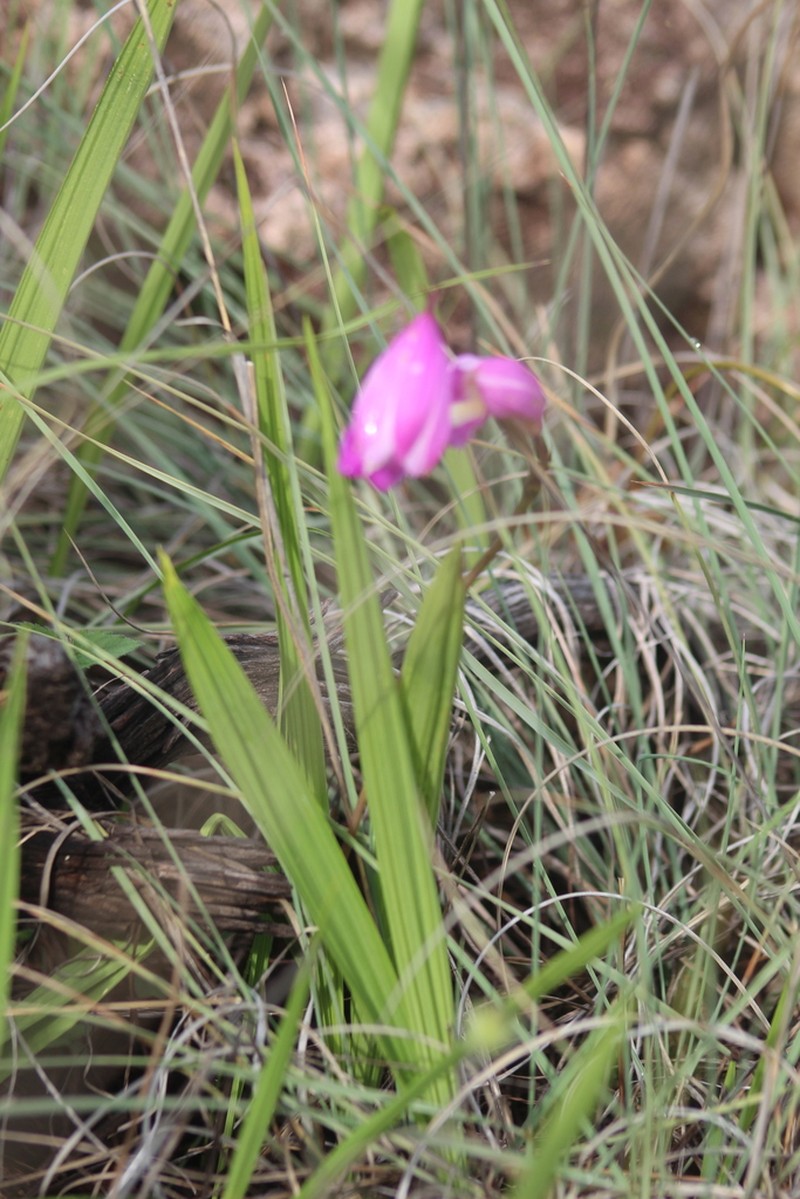 Bletia amabilis photo 5
