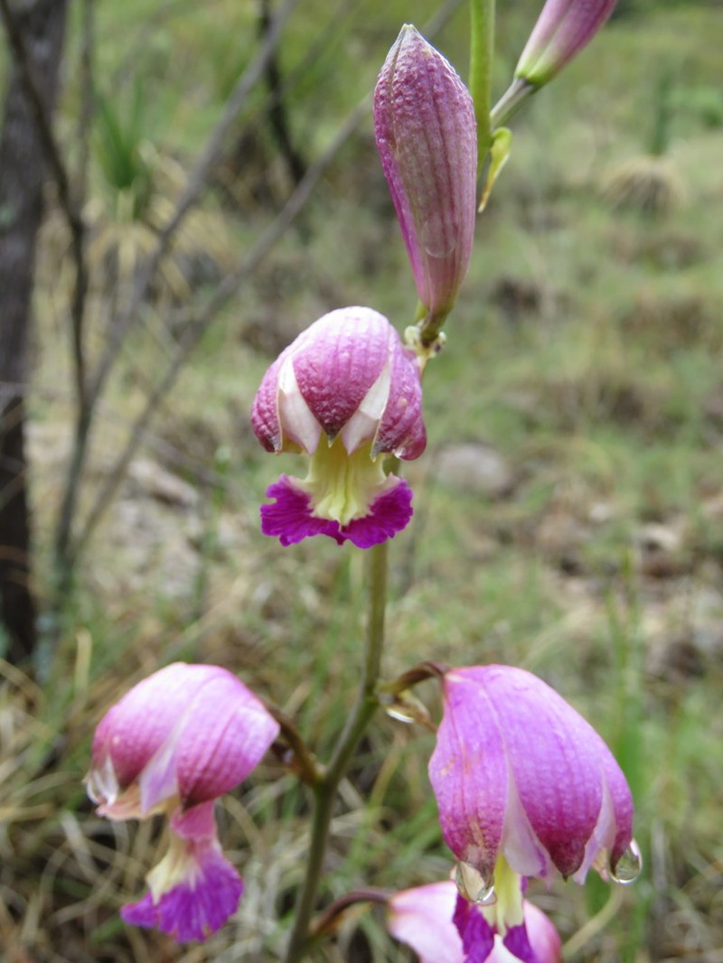 Bletia amabilis photo 7
