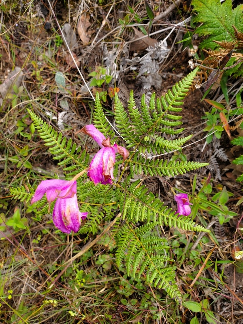 Bletia amabilis photo 8
