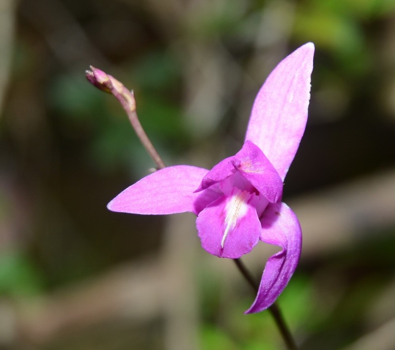 Bletia antillana