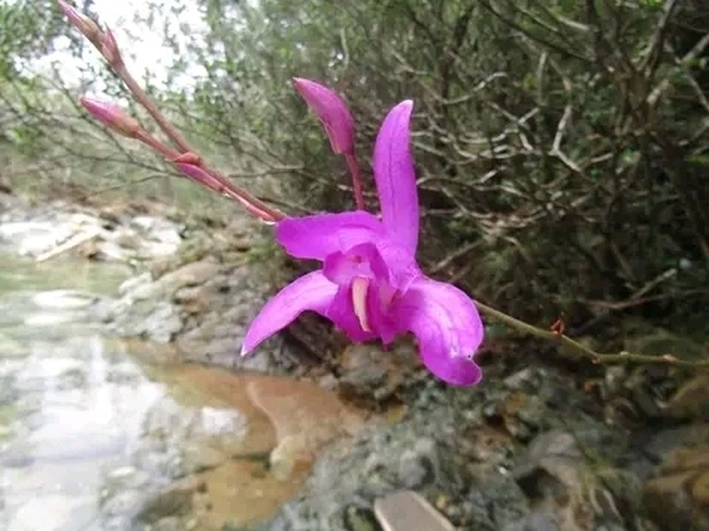 Bletia antillana photo 2
