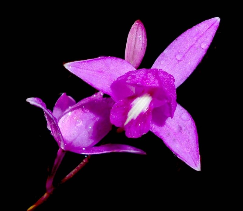 Bletia antillana photo 5