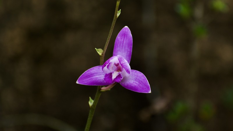 Bletia antillana photo 7