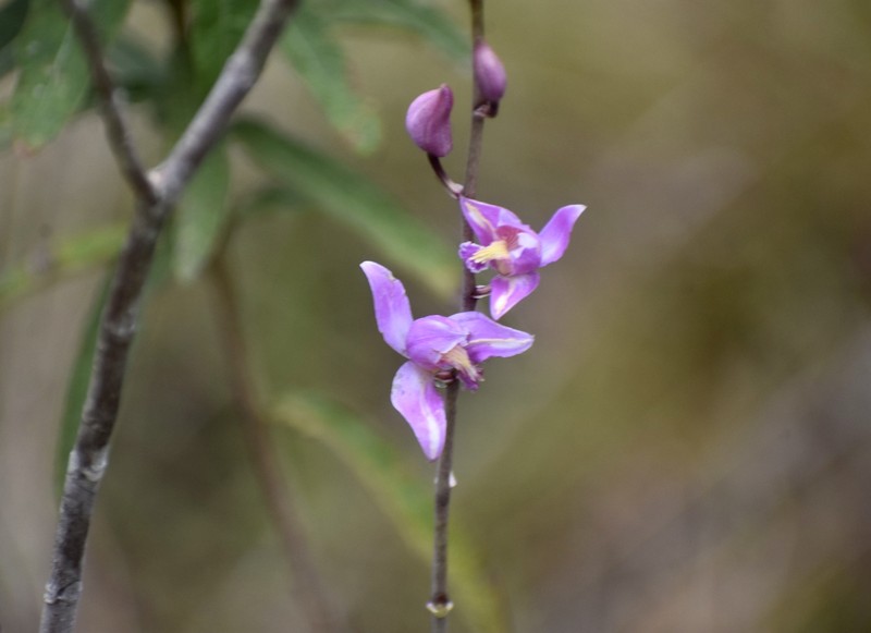 Bletia antillana photo 8