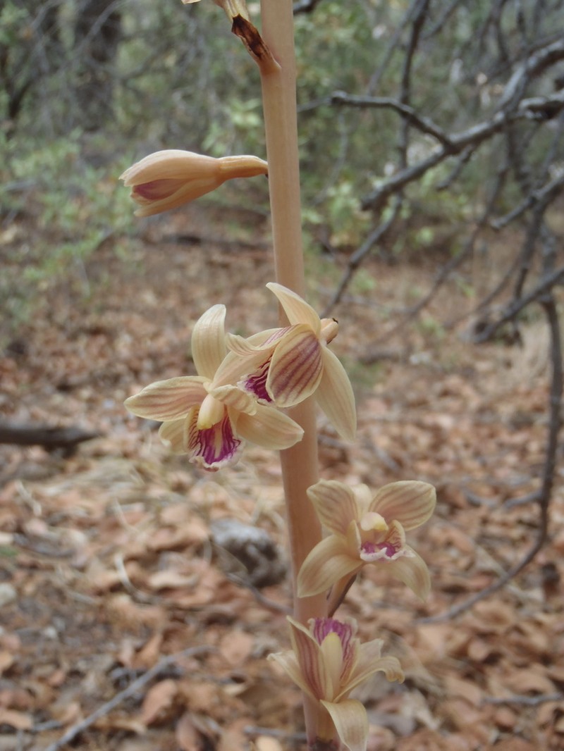 Spiked Crested Coralroot