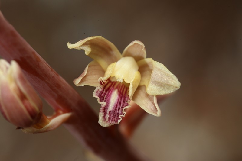 Spiked Crested Coralroot photo 2