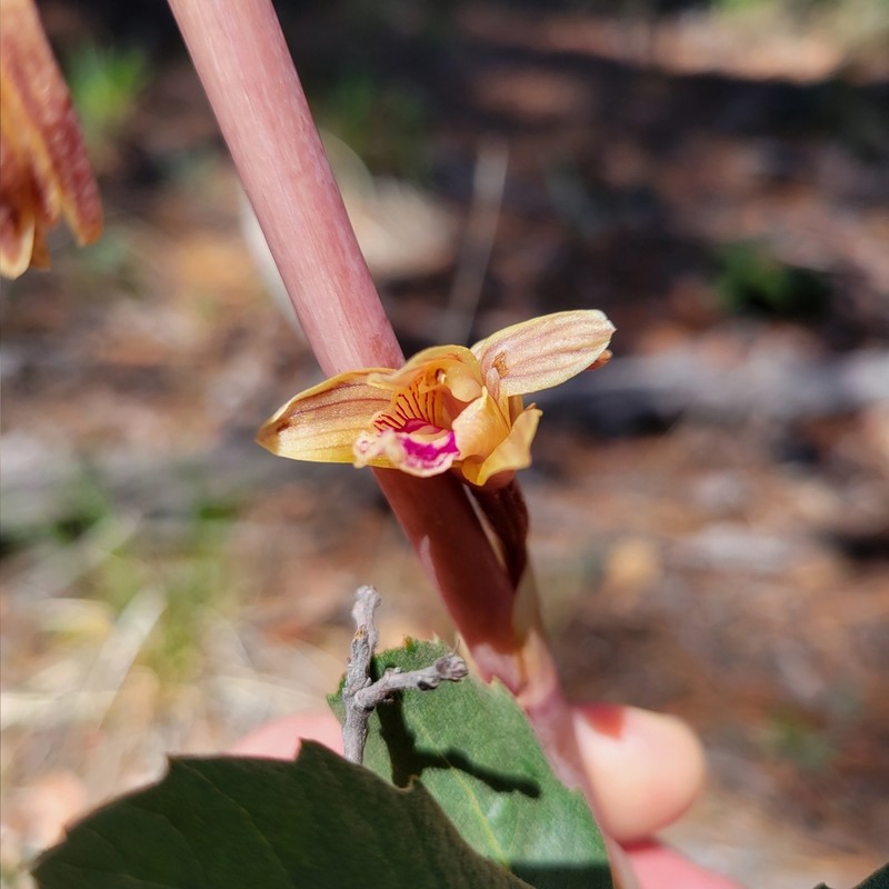 Spiked Crested Coralroot photo 3