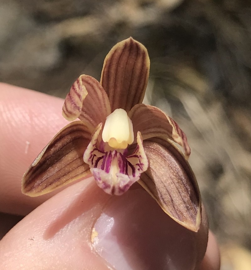 Spiked Crested Coralroot photo 4