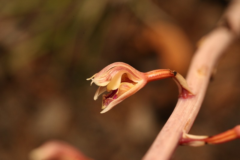 Spiked Crested Coralroot photo 5