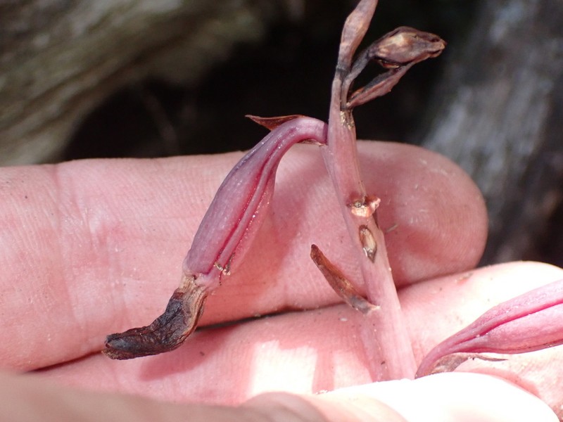 Spiked Crested Coralroot photo 6
