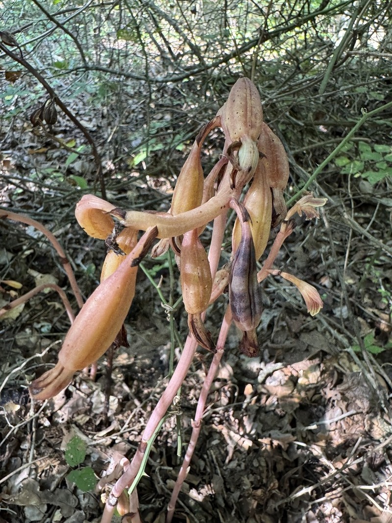 Spiked Crested Coralroot photo 7