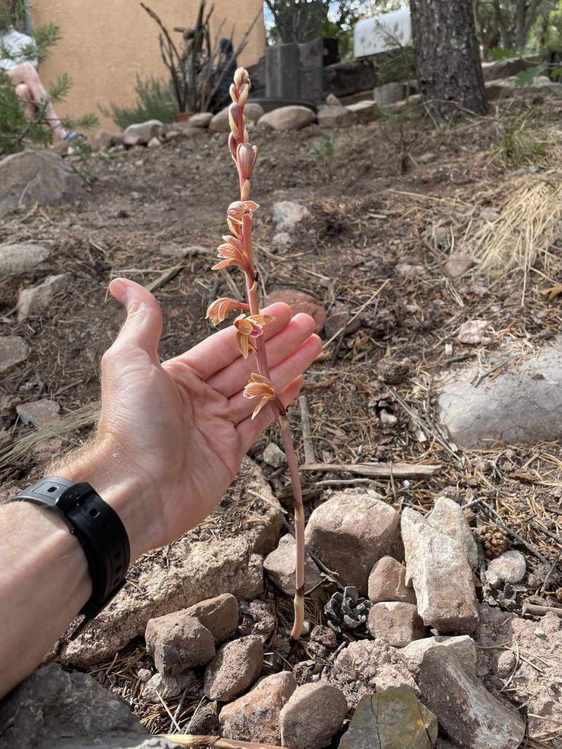 Spiked Crested Coralroot photo 8