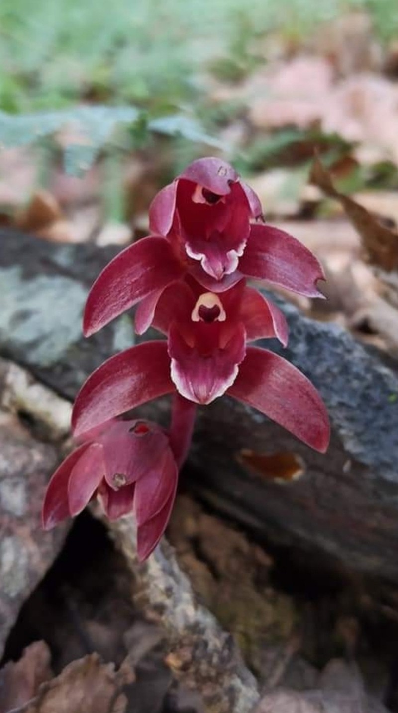Bletia brevicaulis