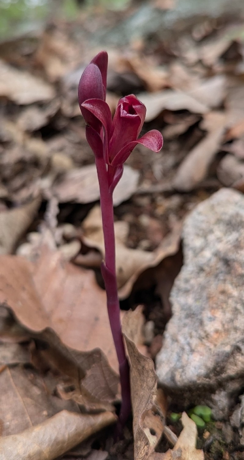 Bletia brevicaulis photo 2